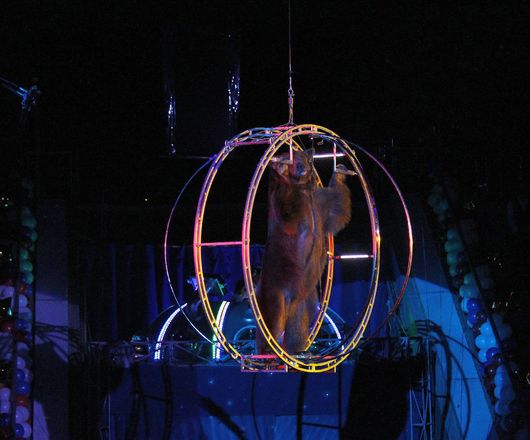 Летающий медведь и &laquo;Колесо смелости&raquo;: нижегородский цирк приглашает в &laquo;Звездный круиз&raquo; (ФОТО) - фото 76