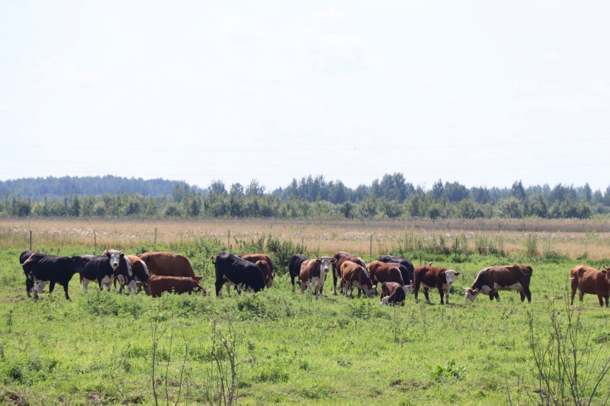 Четыре нижегородские фермерские семьи получили почти 100 000 000 рублей - фото 1