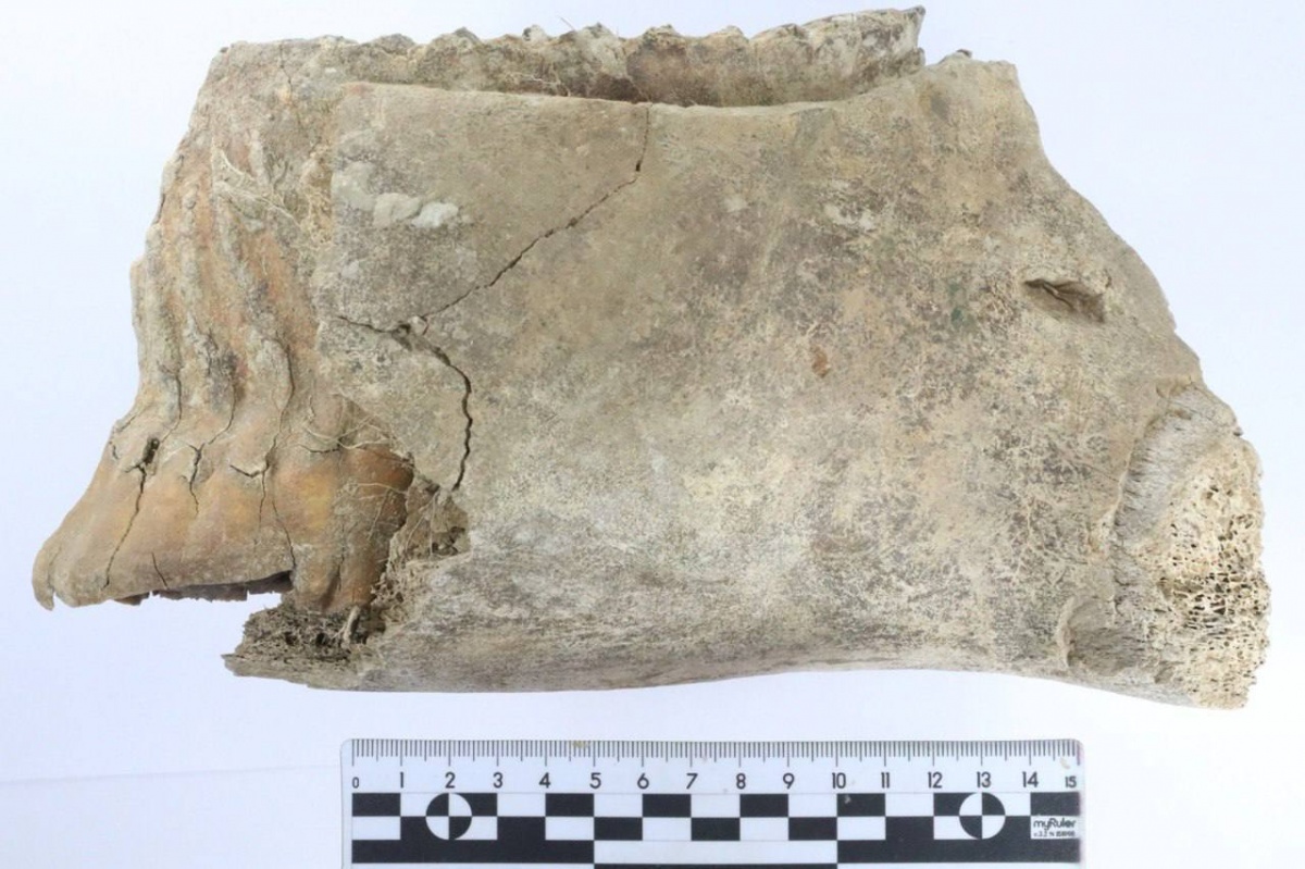 Коренной зуб мамонта обнаружили археологи в Почаинском овраге - фото 3