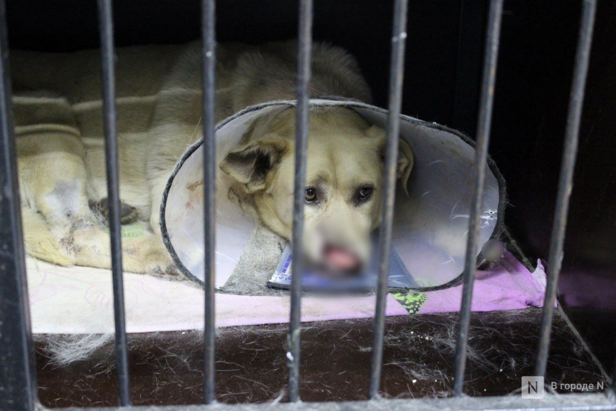 Собаку с оторванным носом выхаживают в нижегородской ветклинике - фото 2