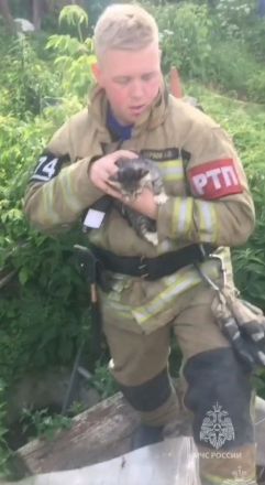 Сотрудники МЧС спасли провалившегося в яму котенка в Богородске - фото 2