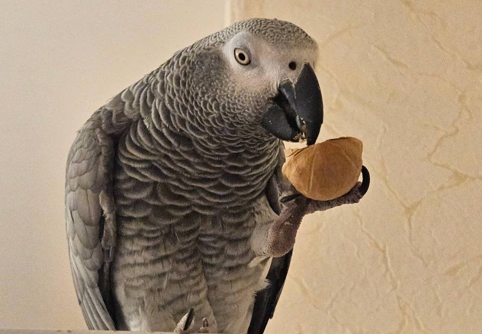 Нижегородцы готовы заплатить 200 000 рублей за пропавшего попугая - фото 1