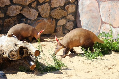 Трубкозубы переехали в летний вольер зоопарка &laquo;Лимпопо&raquo; (ФОТО) - фото 5