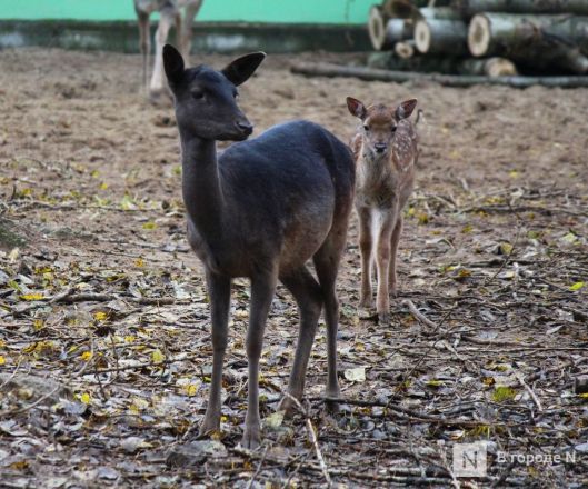 Детки в объективе: показываем милых малышей, которые родились в нижегородском зоопарке «Лимпопо» - фото 13