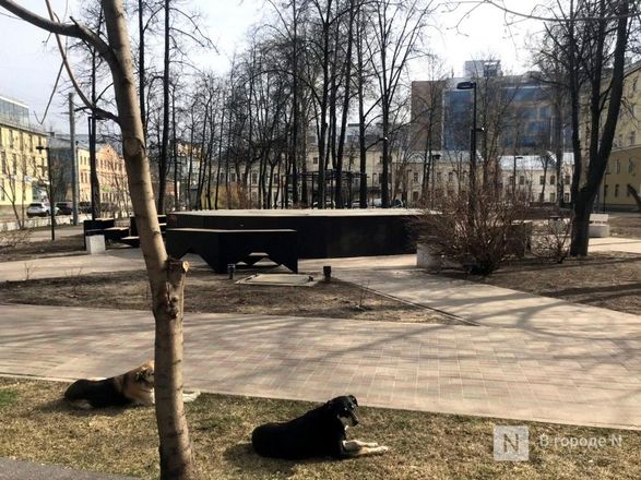 Город с четвероногими: насколько удобен Нижний Новгород для собаководов - фото 2