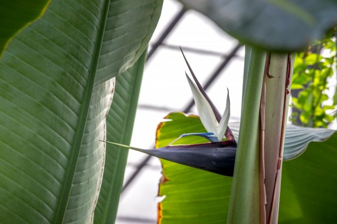 Экзотическое растение зацвело в Ботаническом саду ННГУ впервые за 10 лет - фото 3