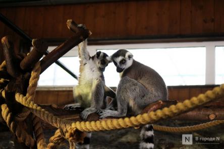 Детки в объективе: показываем милых малышей, которые родились в нижегородском зоопарке &laquo;Лимпопо&raquo;