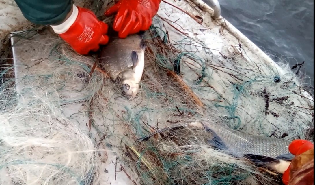 Более 200 рыб спасено из браконьерских сетей в Нижегородской области - фото 1