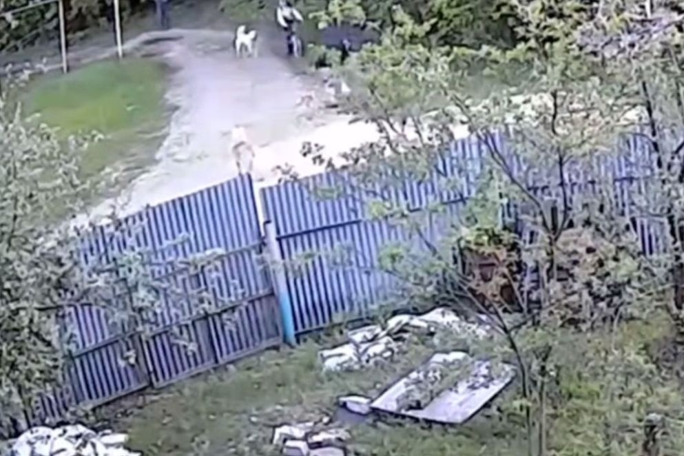 Уголовное дело возбудили после нападения собаки на девочку в Нижнем Новгороде - фото 1