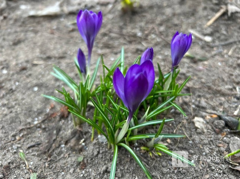 Потепление до +15°С идет в Нижний Новгород - фото 1