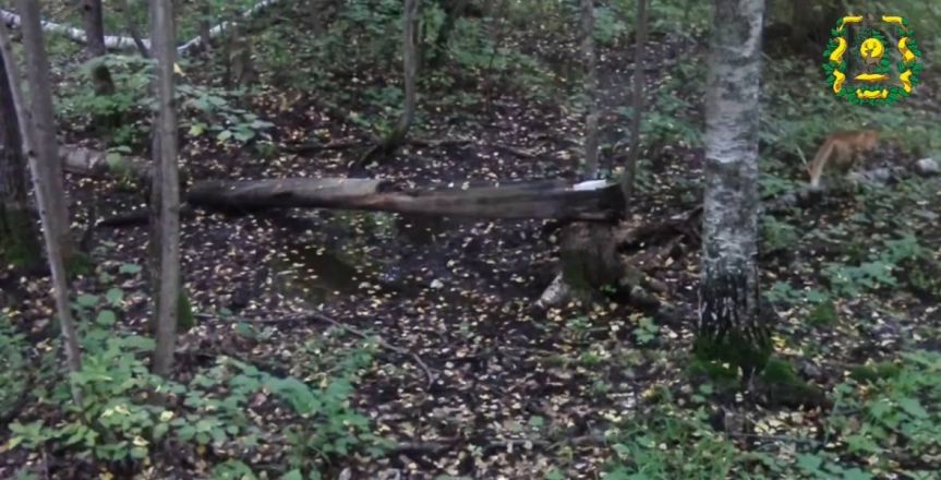 Опубликованы милые фото рыси, лисы и енотовидной собаки из нижегородского леса - фото 3