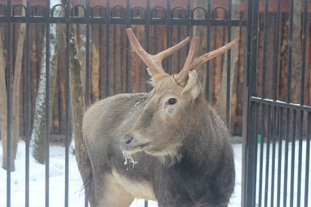 Зоопарк «Лимпопо» бесплатно получил оленя Давида из закрывшегося в Нижнем Новгороде «Мишутки»