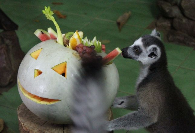 Всем по тыкве: обитатели нижегородского зоопарка отметили Хэллоуин - фото 36