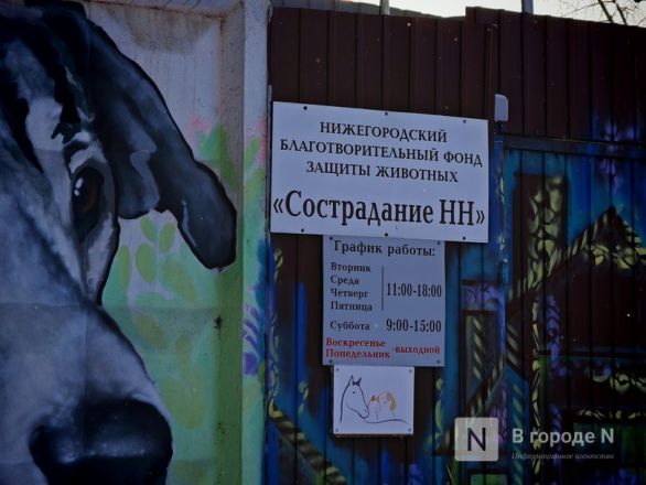 Брошенные человеком. Трогательный репортаж из приюта для бездомных животных в Нижнем Новгороде - фото 1