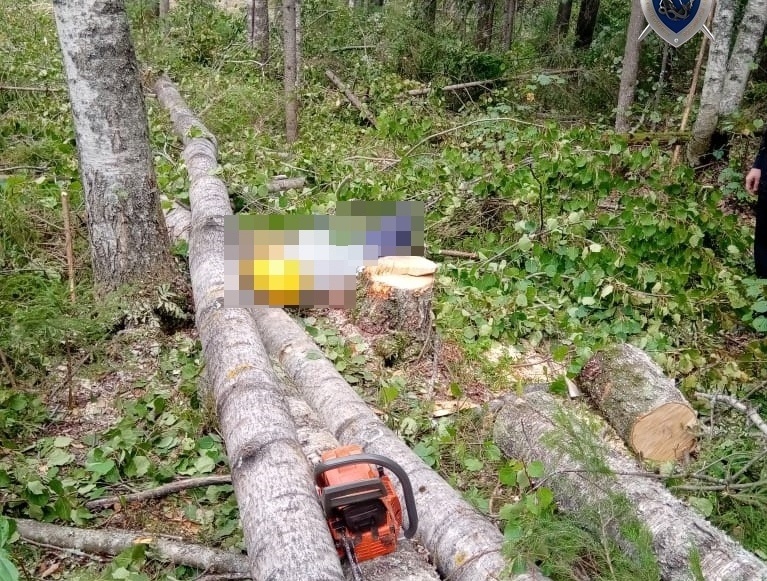 СК организовал проверку по факту гибели работника на валке леса в Тонкинском районе - фото 1