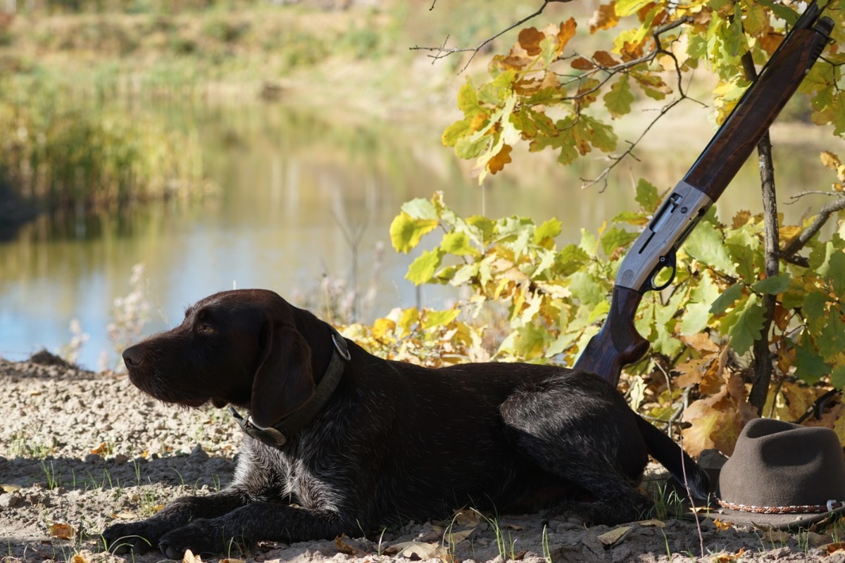 Сезон охоты с собаками открывается в Нижегородской области - фото 1