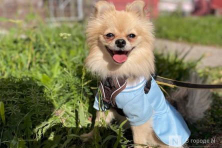 Шарик по цене тура на Мальдивы: 10 самых дорогих собак в Нижегородской области