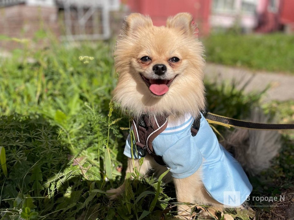 Шарик по цене тура на Мальдивы: 10 самых дорогих собак в Нижегородской области - фото 1