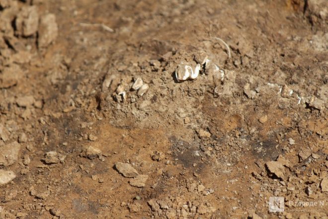 Могилы коней и старинные монеты: фоторепортаж с археологических раскопок в Нижегородской области - фото 41