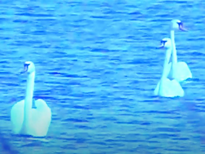 Впервые сразу девять лебедей-шипунов прилетели в Навашино - фото 1