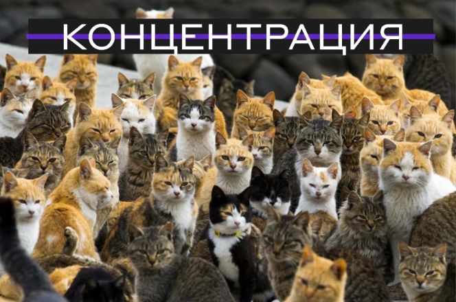 Нижегородские ученые объяснили физические явления с помощью кошек - фото 3