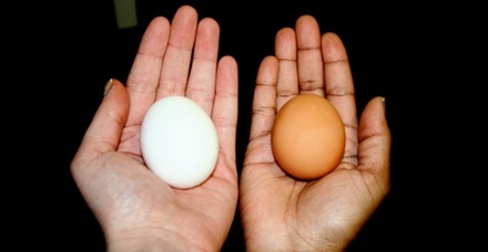 Чем отличаются коричневые куриные яйца от белых?