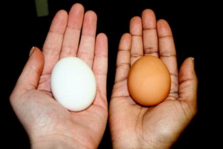 Чем отличаются коричневые куриные яйца от белых?