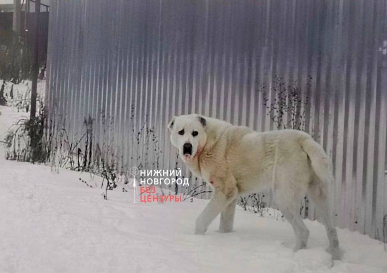 Хозяина агрессивного алабая ищут в Кстовском округе - фото 1