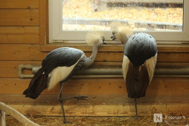 Детки в объективе: показываем милых малышей, которые родились в нижегородском зоопарке «Лимпопо» - фото 56