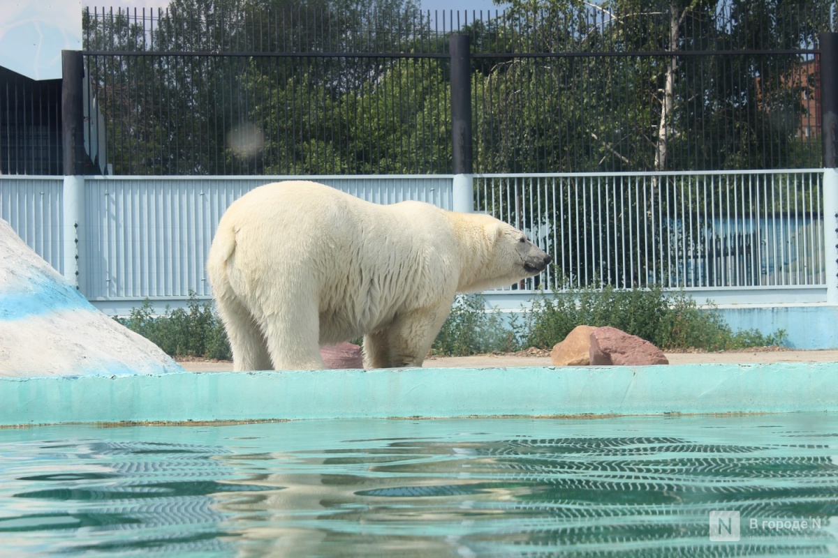 Стало известно, как спасаются животные из зоопарка &laquo;Лимпопо&raquo; в жару - фото 1