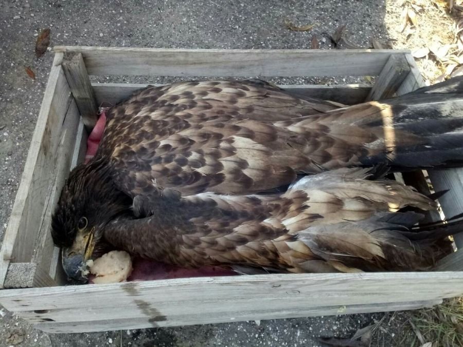 Нижегородский зоопарк ищет новый дом для подстреленного орлана - фото 1