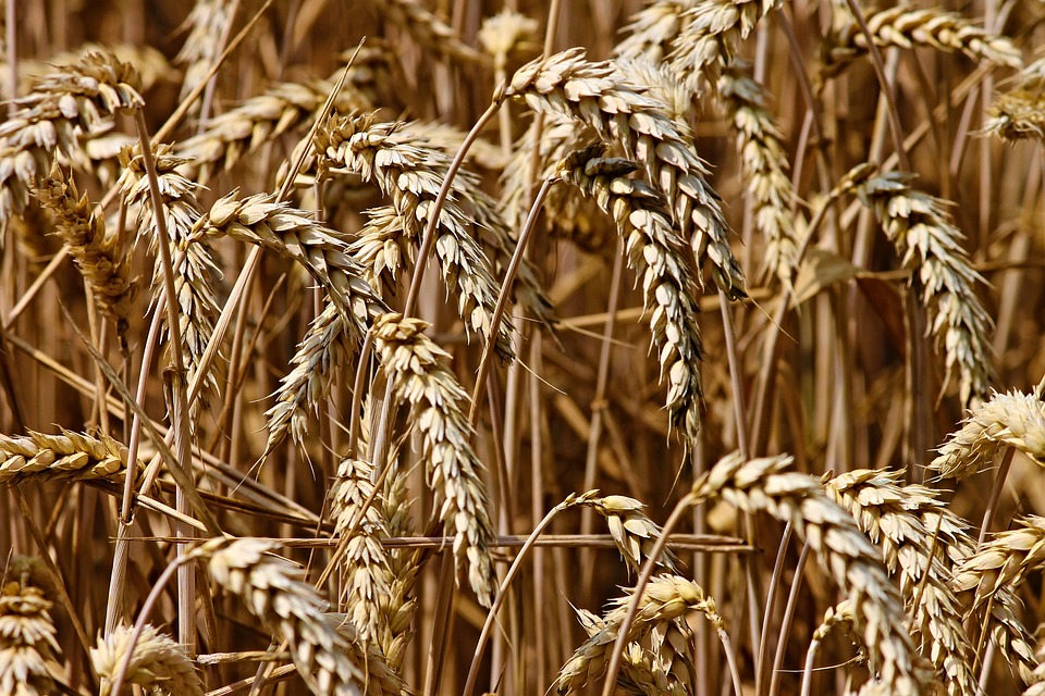 В Нижегородской области планируется собрать более 1 миллиона тонн зерна - фото 1