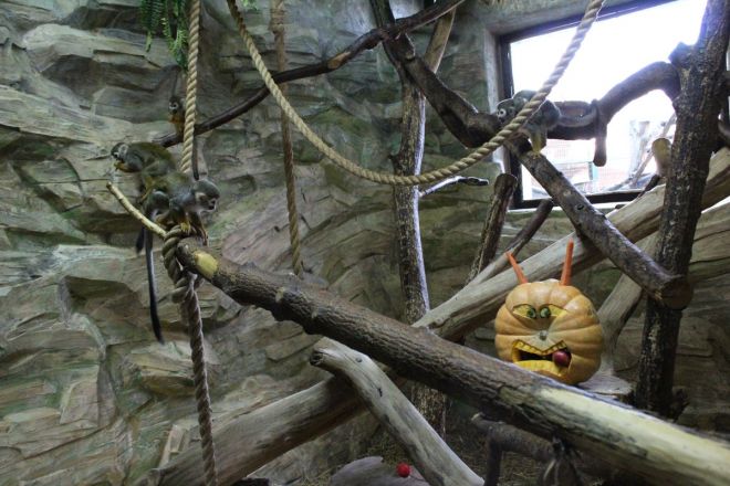 Всем по тыкве: обитатели нижегородского зоопарка отметили Хэллоуин - фото 32