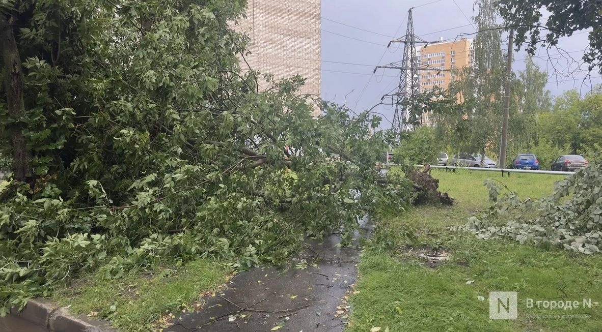 Четыре дерева рухнули во время смерча и ливня в Нижнем Новгороде - фото 1