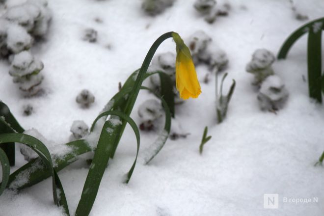 Апрельский апокалипсис в Нижнем Новгороде: фоторепортаж с улиц, заваленных снегом - фото 4
