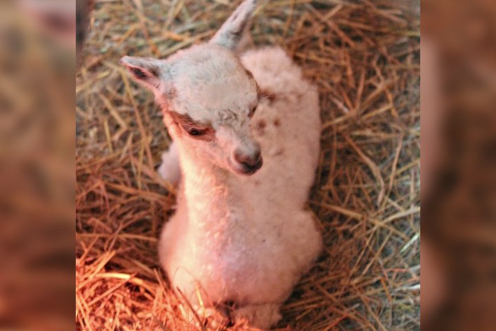 Пушистый детеныш альпаки родился в нижегородском зоопарке - фото 1
