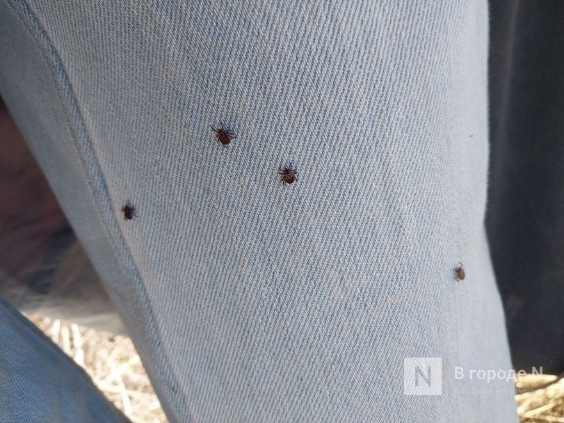 Перечислены районы Нижегородской области, где чаще всего нападают клещи - фото 1