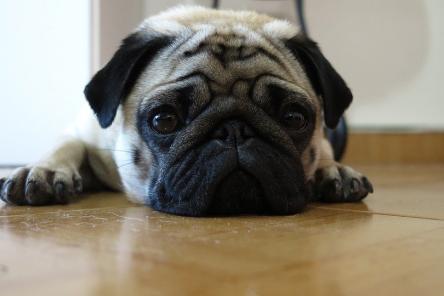 Восемь собак, которых можно завести даже в маленькой квартире