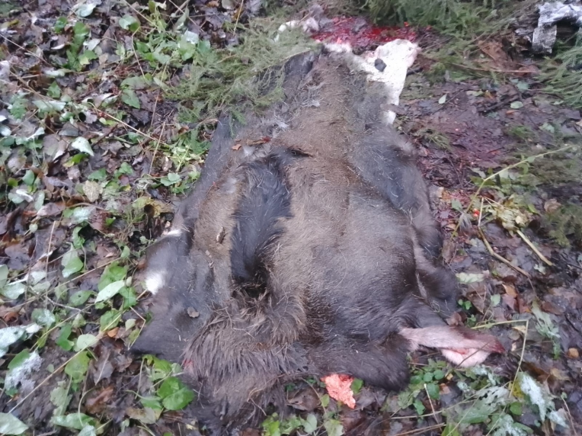 Незаконно застрелившего лося нижегородца поймали сотрудники ГИБДД - фото 1