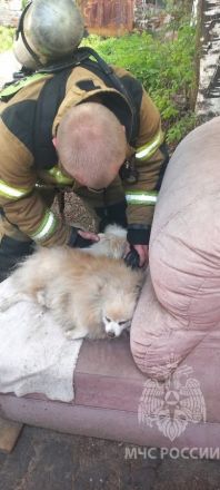 Нижегородские пожарные спасли двух собак из горящей квартиры - фото 2