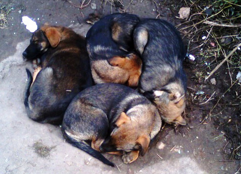 Борские волонтеры создали петицию по созданию приюта для бездомных животных - фото 1