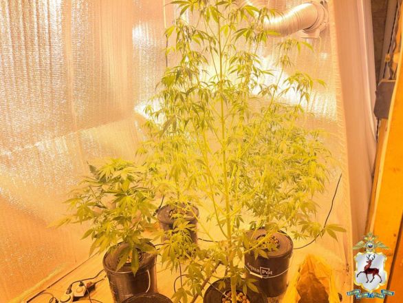 Две наркофермы и винтовку с патронами обнаружили у 41-летнего нижегородца - фото 7