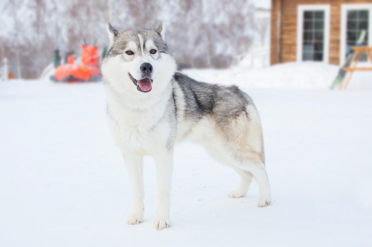 Новый дом для хаски из &laquo;Терраски Парка&raquo; ищут в Нижегородской области - фото 1