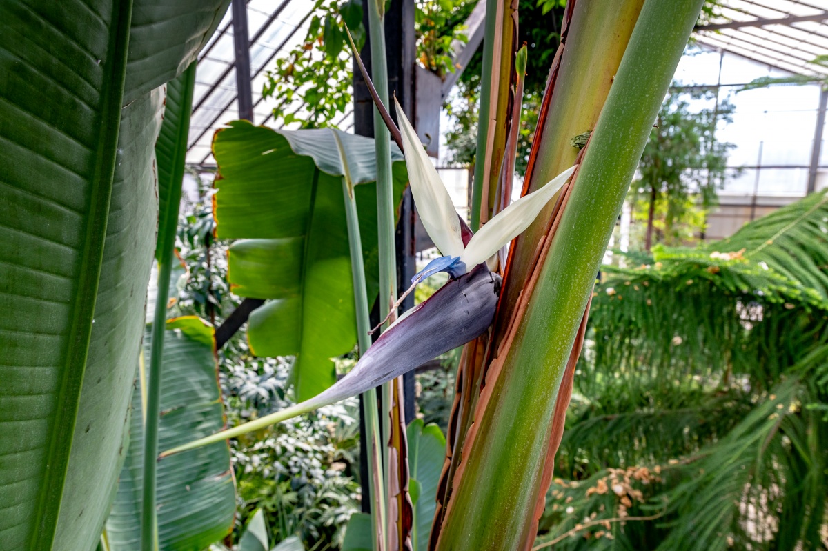 Экзотическое растение зацвело в Ботаническом саду ННГУ впервые за 10 лет - фото 1