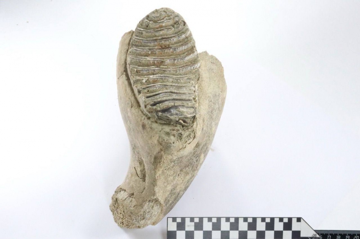 Коренной зуб мамонта обнаружили археологи в Почаинском овраге - фото 1