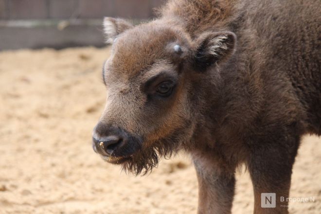 Детки в объективе: показываем милых малышей, которые родились в нижегородском зоопарке «Лимпопо» - фото 28