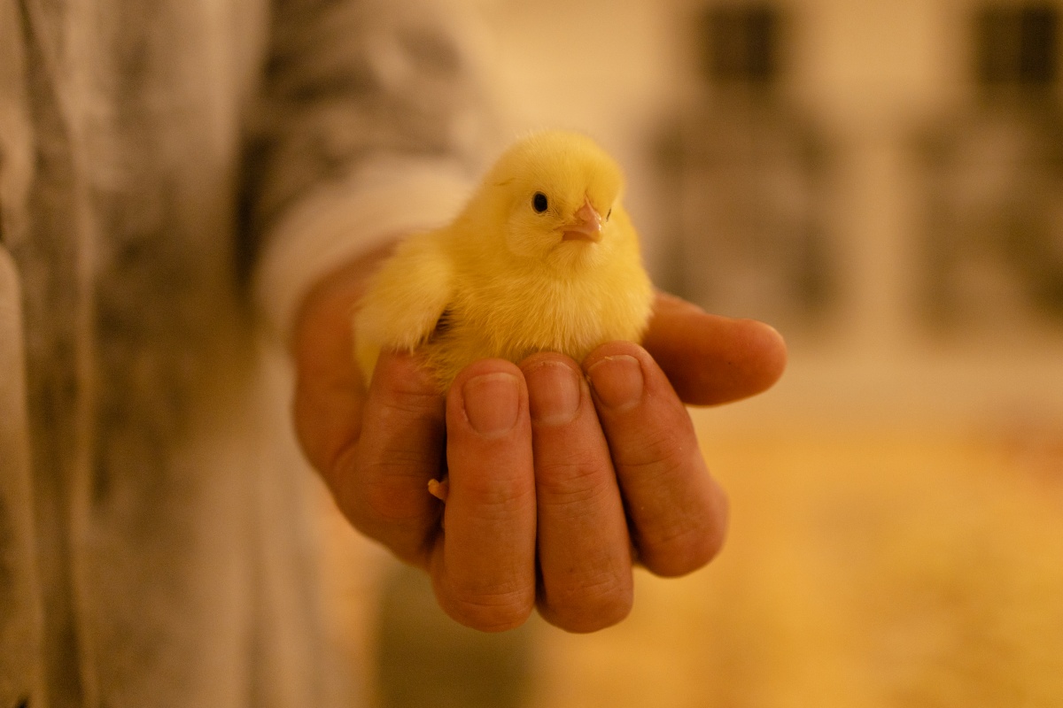 Архивные фото Павловской птицефабрики показали нижегородцам - фото 1