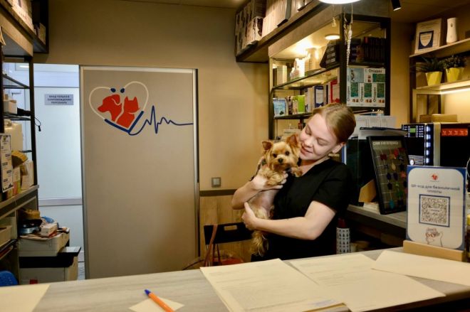 Нижегородские ветеринары окажут более 100 бесплатных услуг животным - фото 2